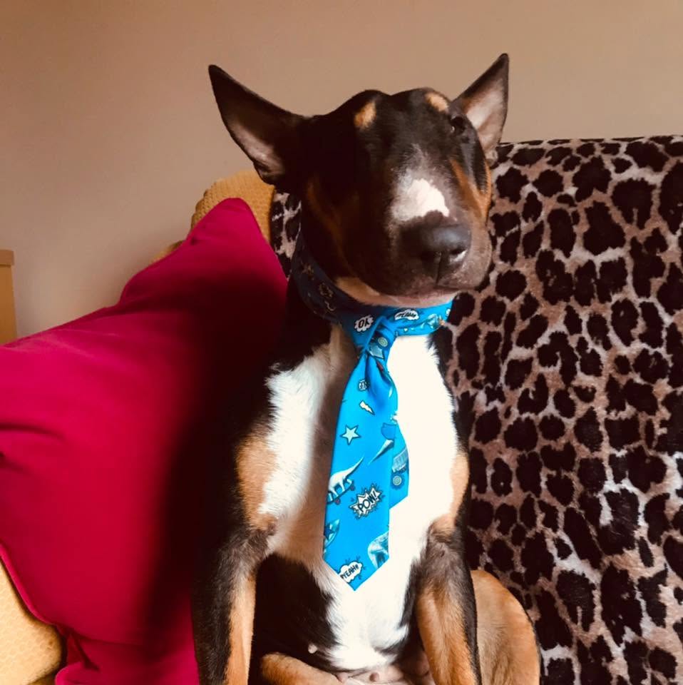 A bull terrier wearing a blue patterned tie, sitting on a leopard print sofa