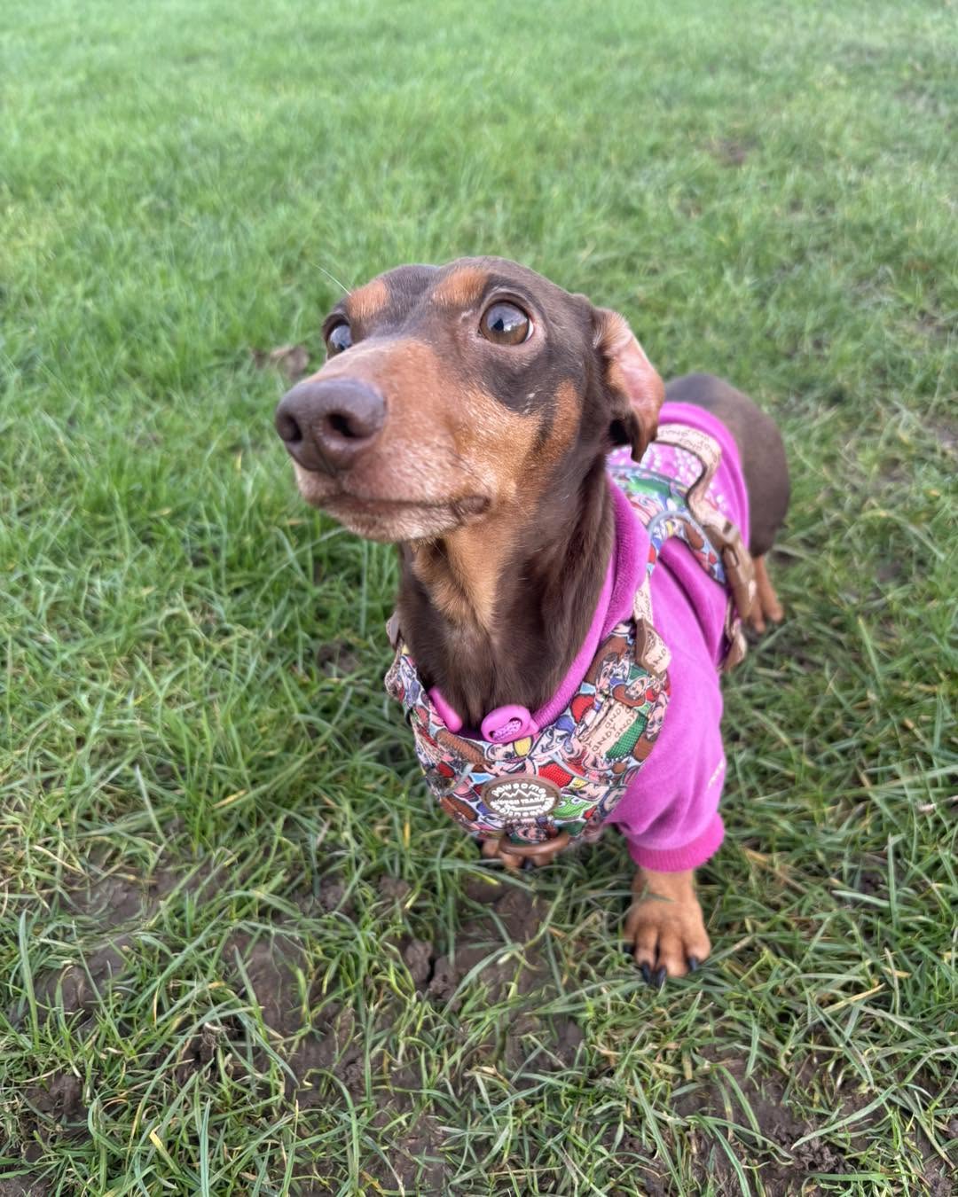 A little dachshund in a pink jumper sitting on the grass