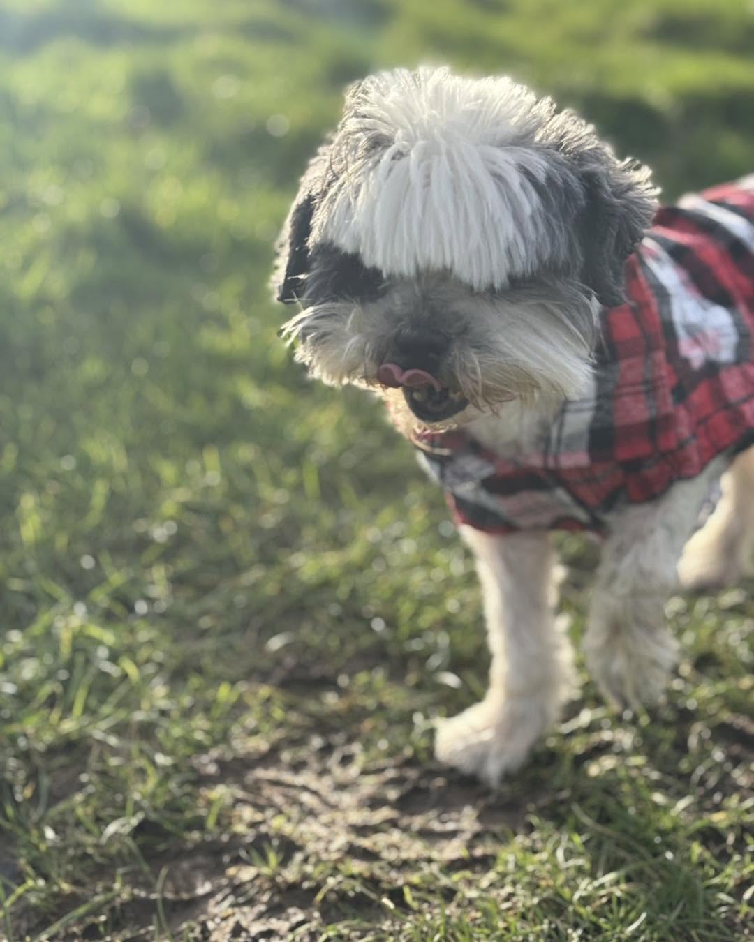 A small grey and white shaggy dog in a red tartan coat, standing on grass