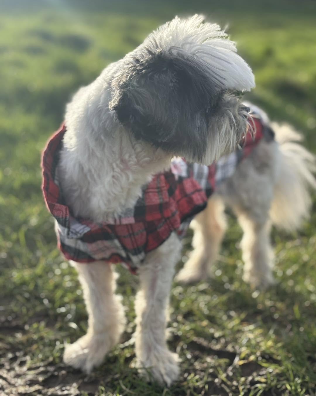 The grey and white shaggy dog in a tartan coat, looking off to one side