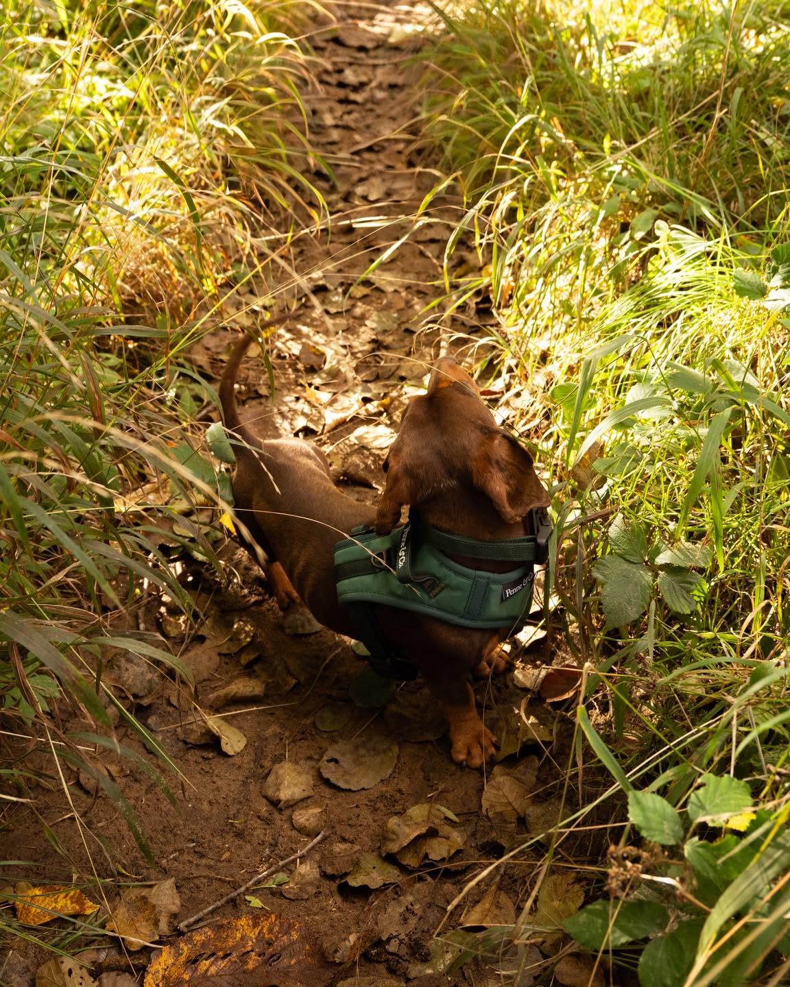 A dachshund in a green harness exploring long grass