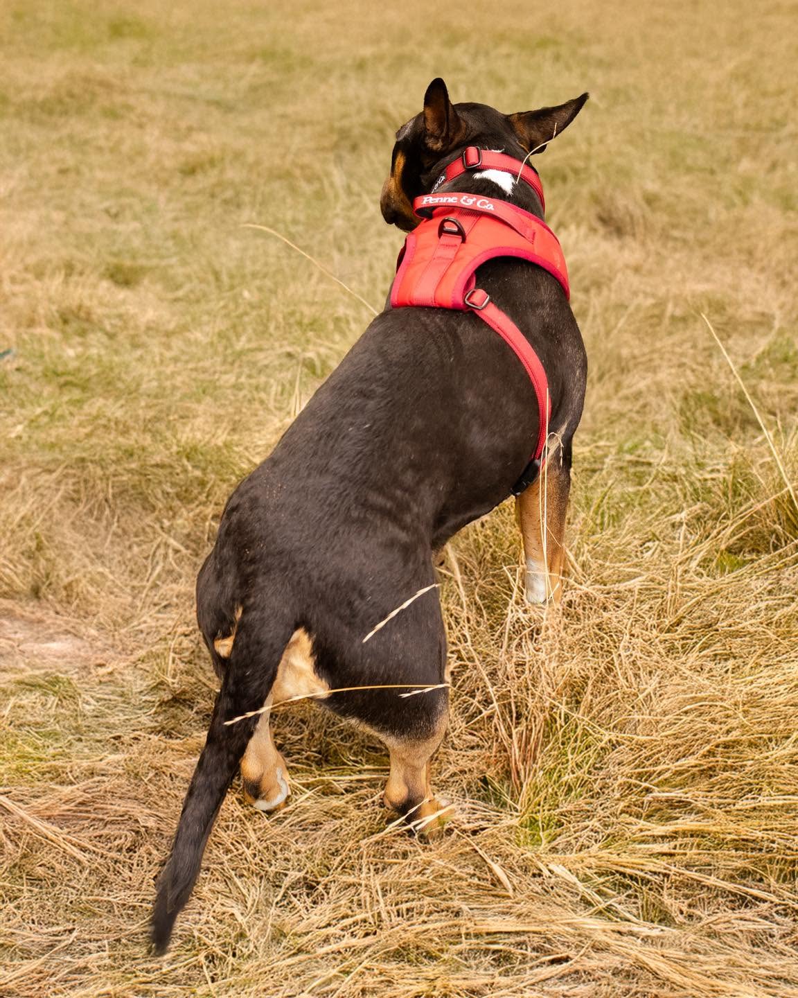 A bull terrier in a red harness out on a walk