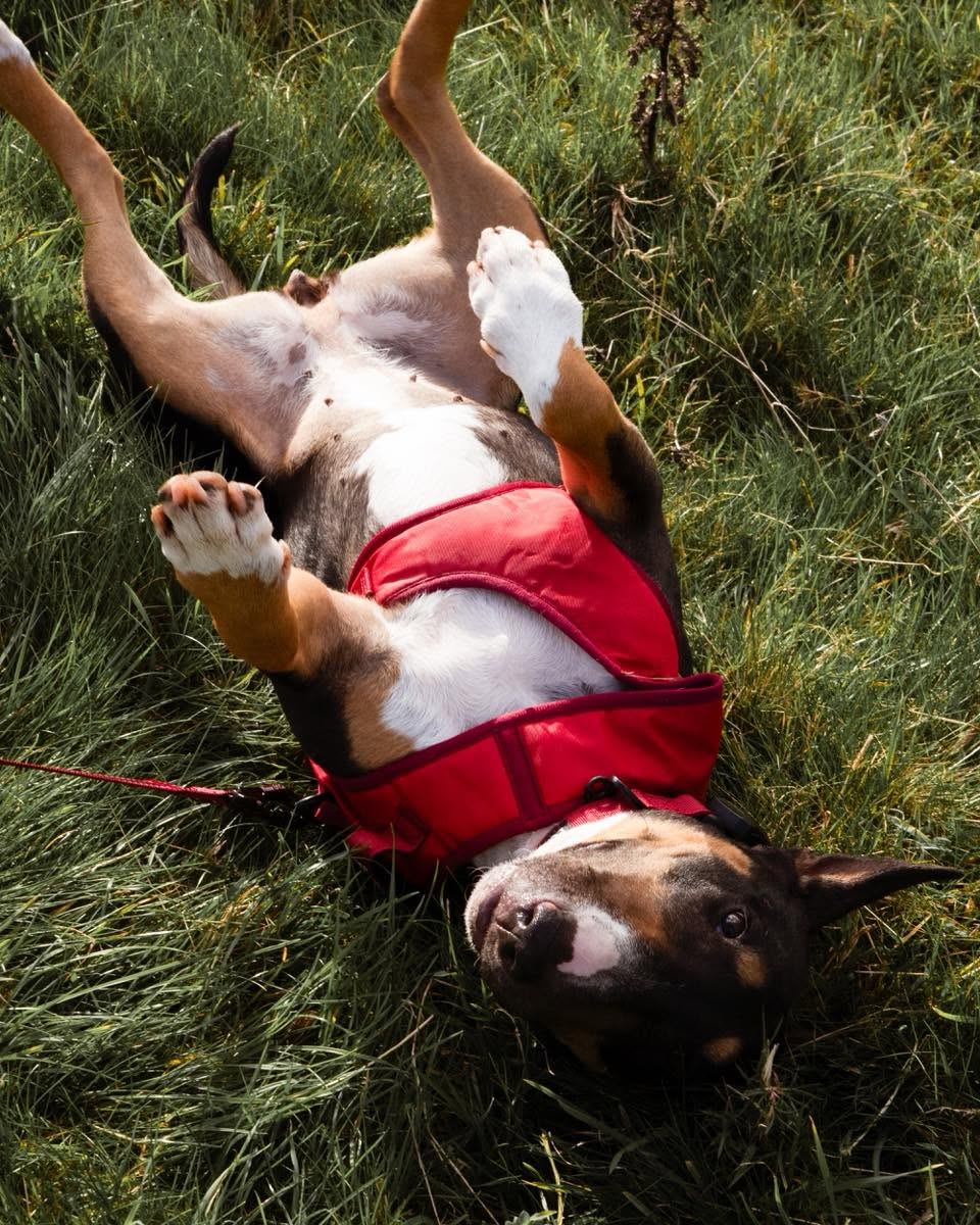 A bull terrier in a red harness rolling on its back in the grass