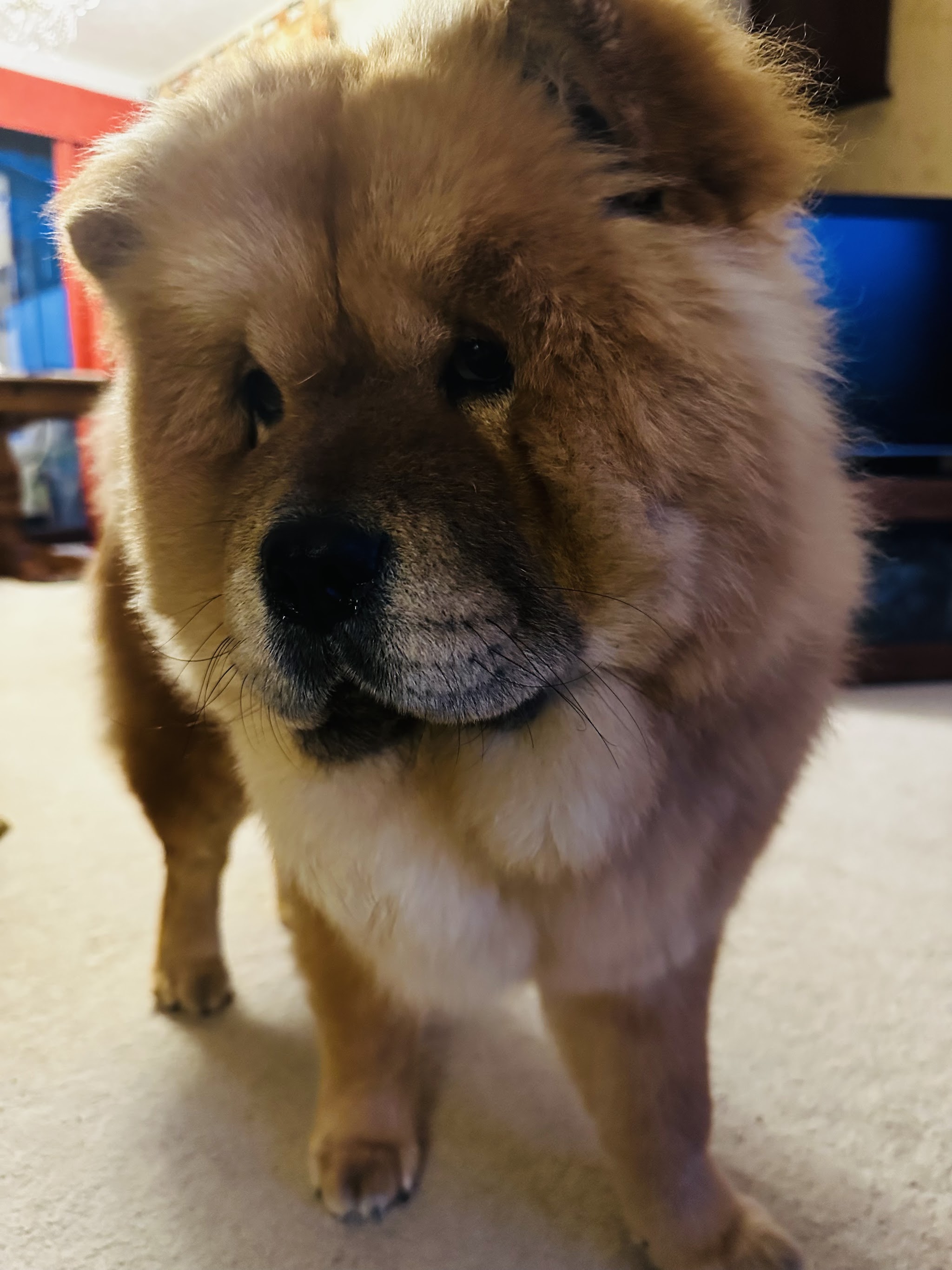 Teddy, a fluffy ginger chow chow, looking into the camera