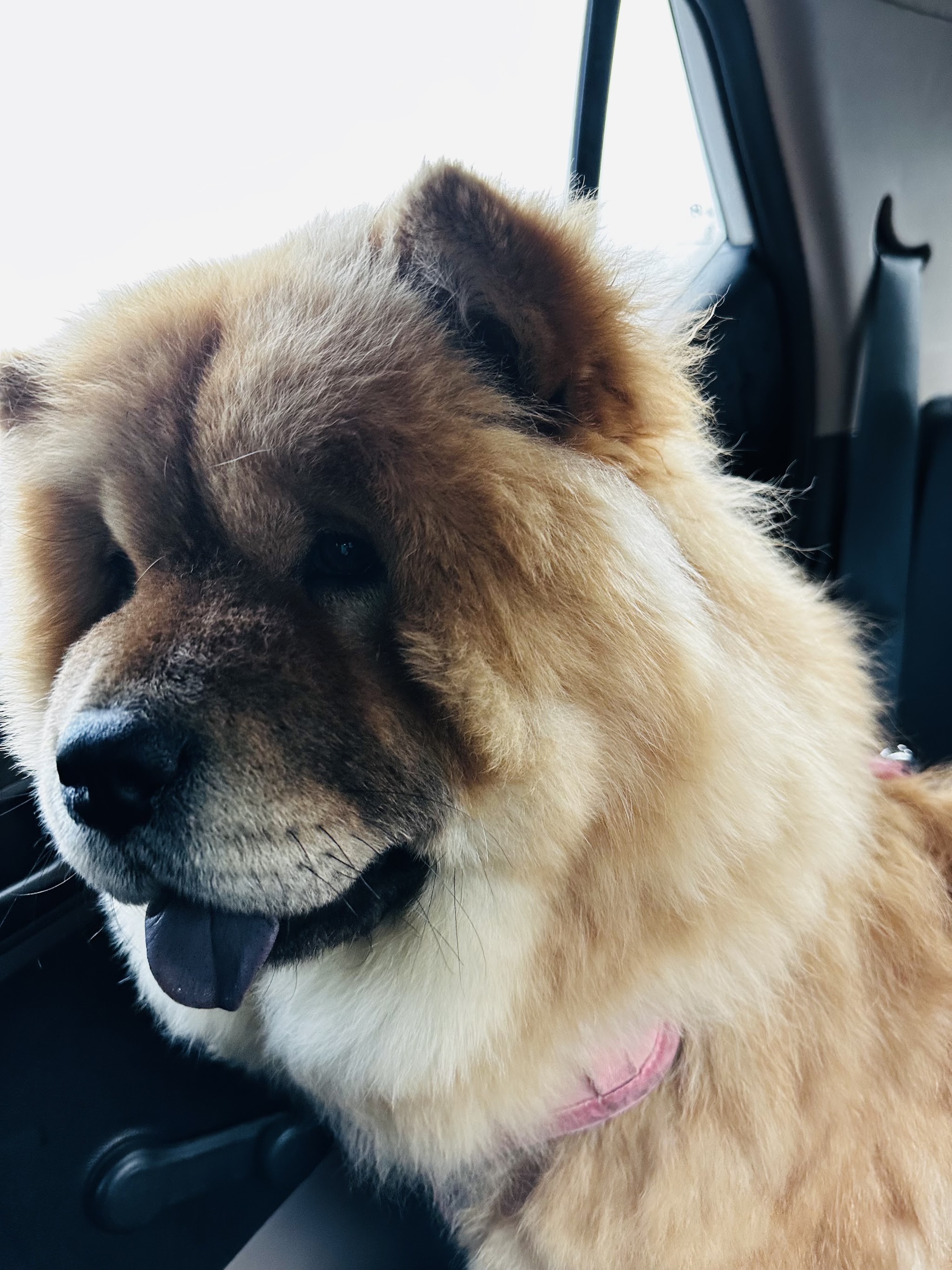 Teddy the chow chow sitting in a car with his tongue out